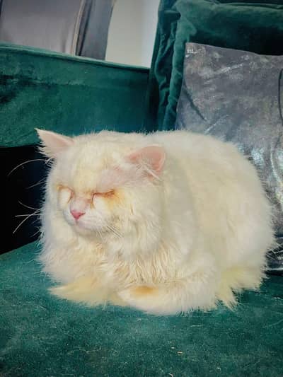 Stunning Blue-Eyed Persian Male Cat for Sale