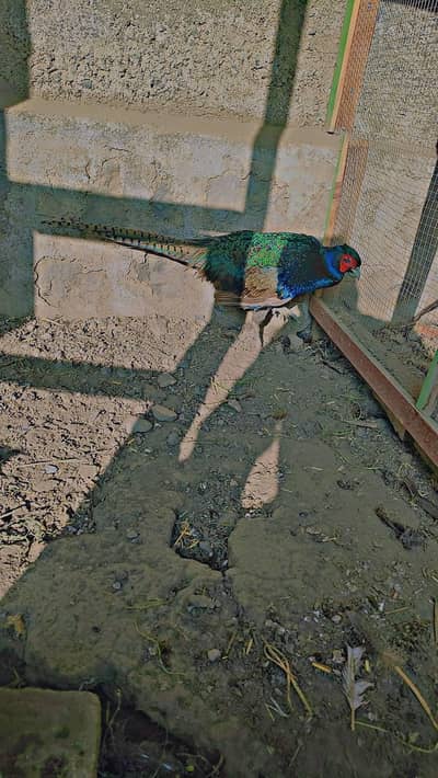 breeder male available for sale