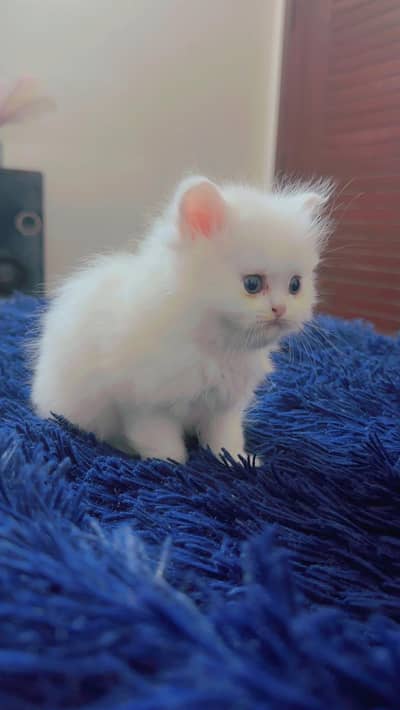 Female kitten persion triple coated