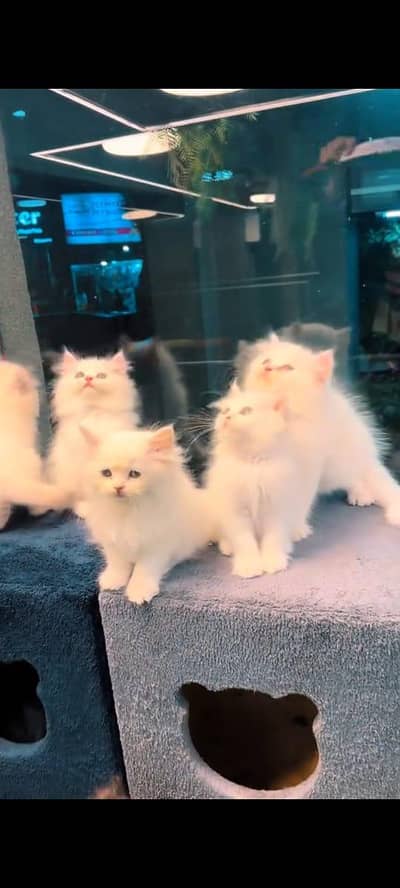 pure persian cats vaccinated triple coated WhatsApp 03317823482