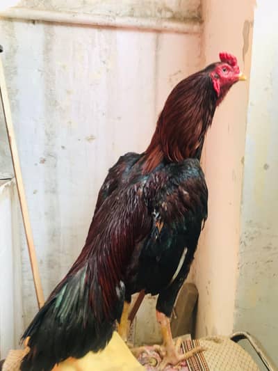 aseel phata price final ha (03136417097)