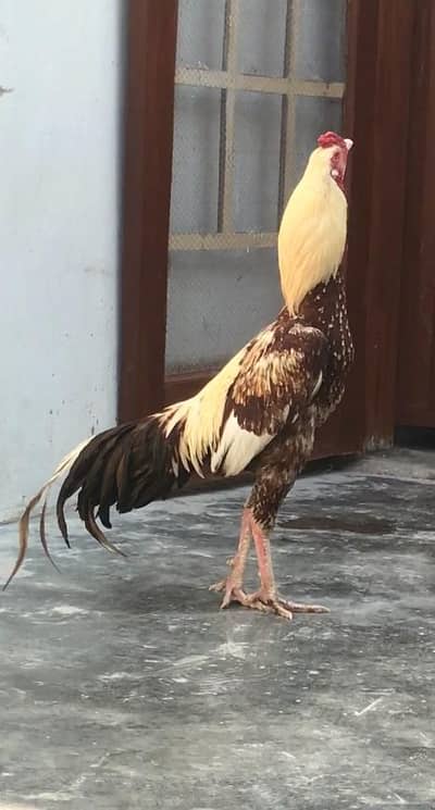 aseel phata price final ha (03136417097)