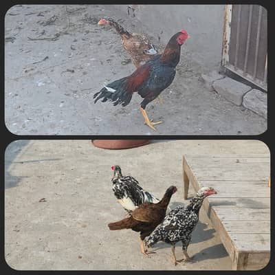 2 Healthy Aseel Males with 3 Aseel Hens