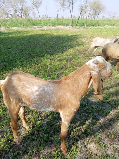 makhay cheenay bakray