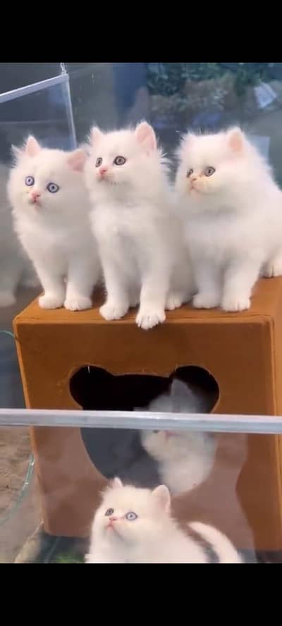 pure persian cats vaccinated triple coated WhatsApp 03317823482