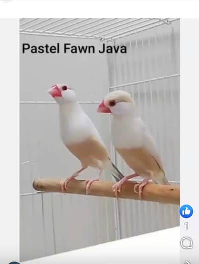 Jawa Chicks. Fawn,White,Silver,Opal,Albino