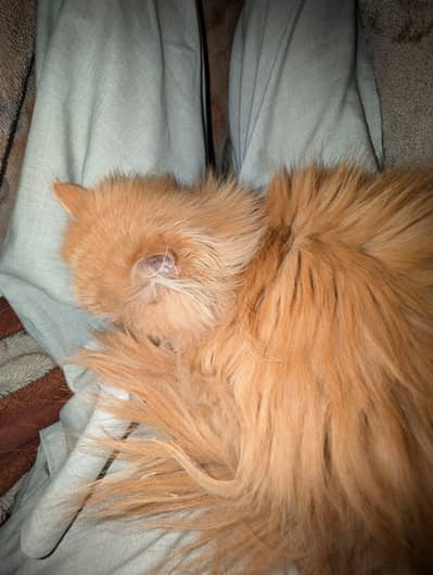 persain cat male age 7month 3cot dol face