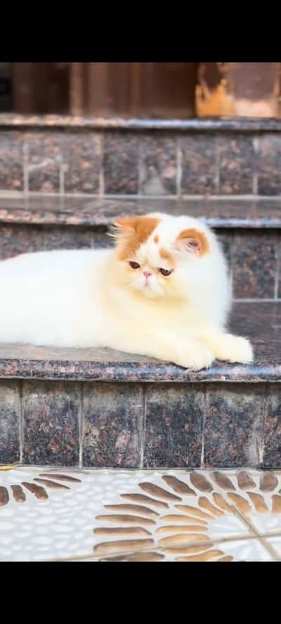 pure persian cats vaccinated triple coated WhatsApp 03317823482
