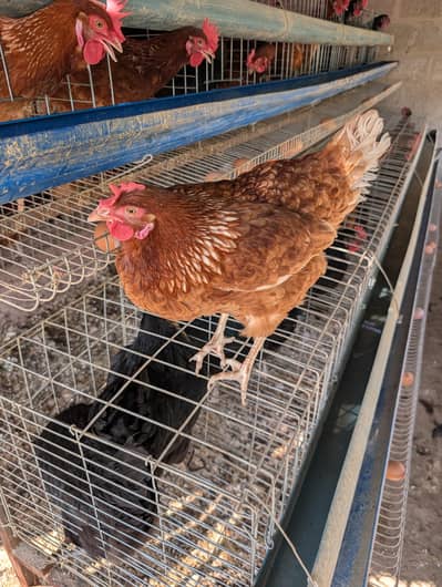 lohamann Layers for sale