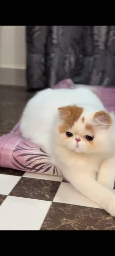 pure persian cats vaccinated triple coated WhatsApp 03317823482