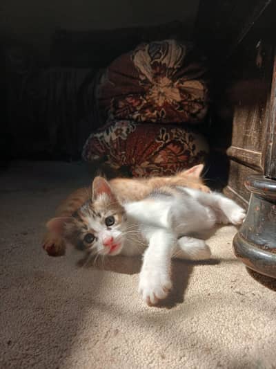 Turkish Angora Female Kitten Not Pure.