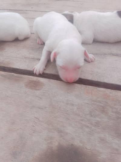 Gultar puppy new babes