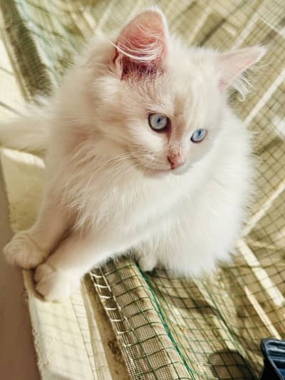 Pair Persian (Blue & Odd Eyes)