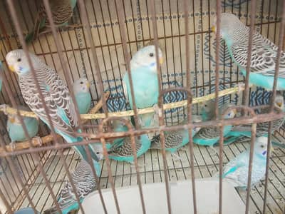 Australian Parrots Pair/Budgie Pair