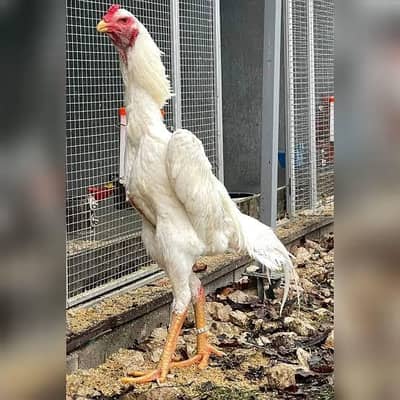 white king o shamol chicks available