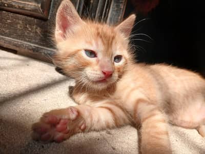 Turkish Angora Male Kitten Not Pure.