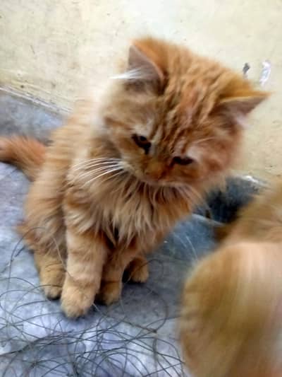 bhut zyda piyary hein