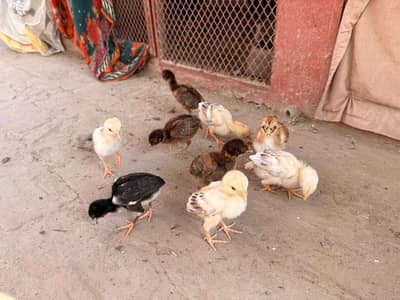 aseel pathy chicks