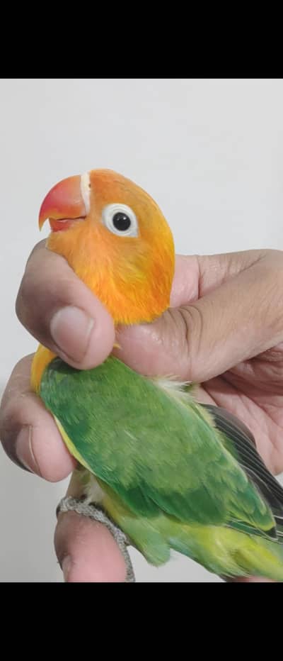 Mix lovebirds mutations available