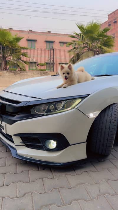 pomeranian zero size  pedigreed up for sale