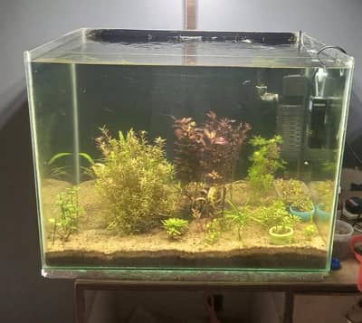 planted nature tank aquarium