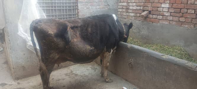 cow at cheap rate 03006109886