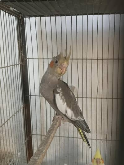 cockatiel chicks available