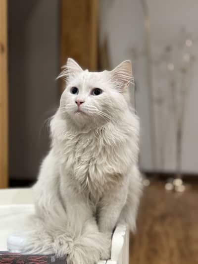 Persian male cat blue eyes