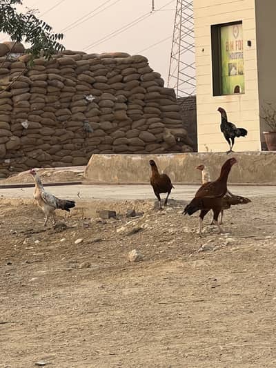 4 Aseel Murgha 10 murgiyan 14 brhe chuze total 28