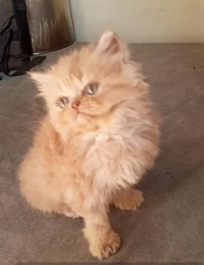 Doll/punch/piki face kitten