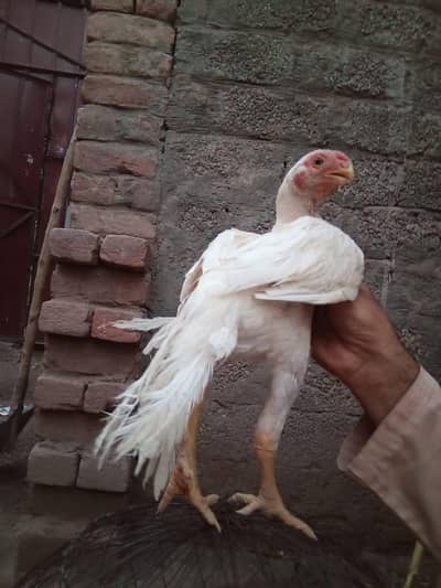 Parrot beak longtail Male