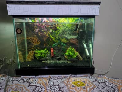 2 Feet Glass Aquarium