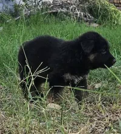 German Shepherd Puppies for Sale 