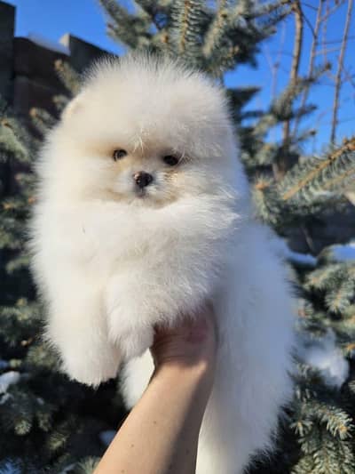 high quality pomeranian puppies dog for sale