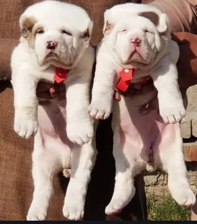 alabai security dog 2 month pair for sale heavy bone