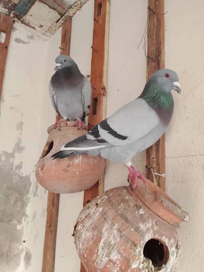 resar qased , indian lucky