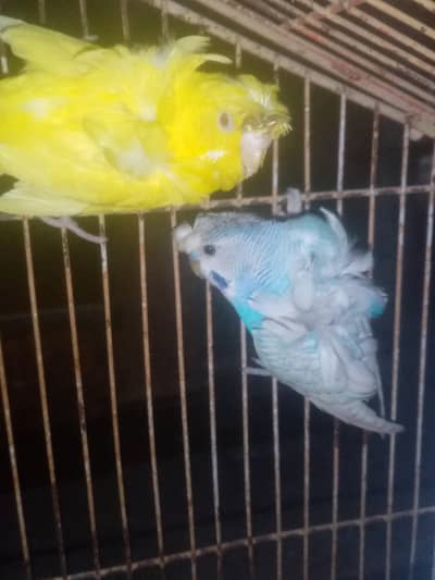 haideri birds and pegions