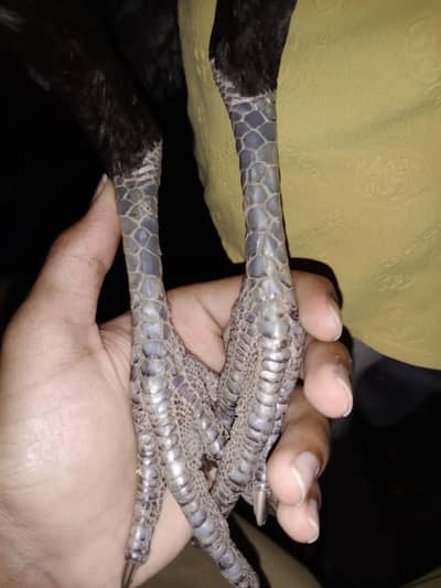 black muska kros thai