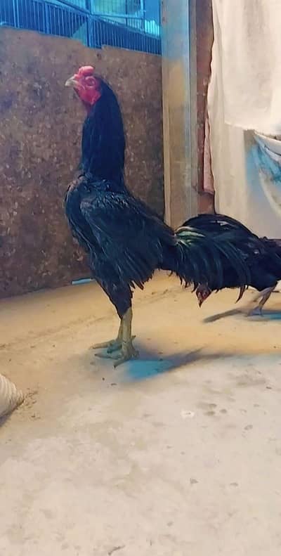 Vait x burmiy x saigon male top quality aseel