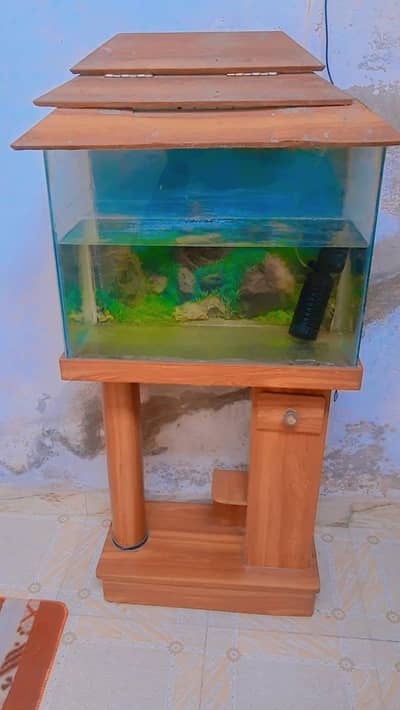 fish aquarium