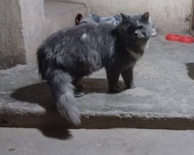 Persian cat 030917