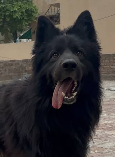 Black shepherd male imported lines