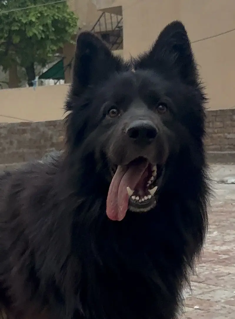 Black shepherd male imported lines — photo 4