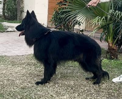 Black shepherd male imported lines