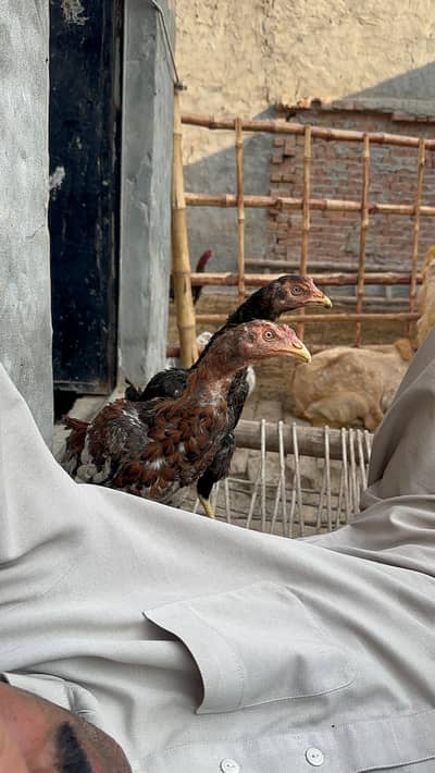 Top quality aseel pair available for sale