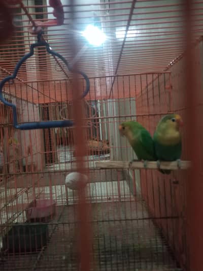 Parblue female with cage.