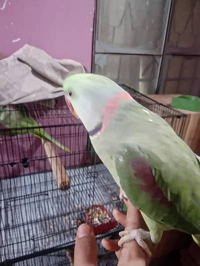 1 pairs kashmiri raw hand tame breader pair for sell