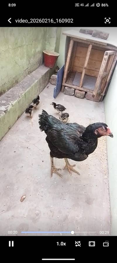 Aseel chicks for sale