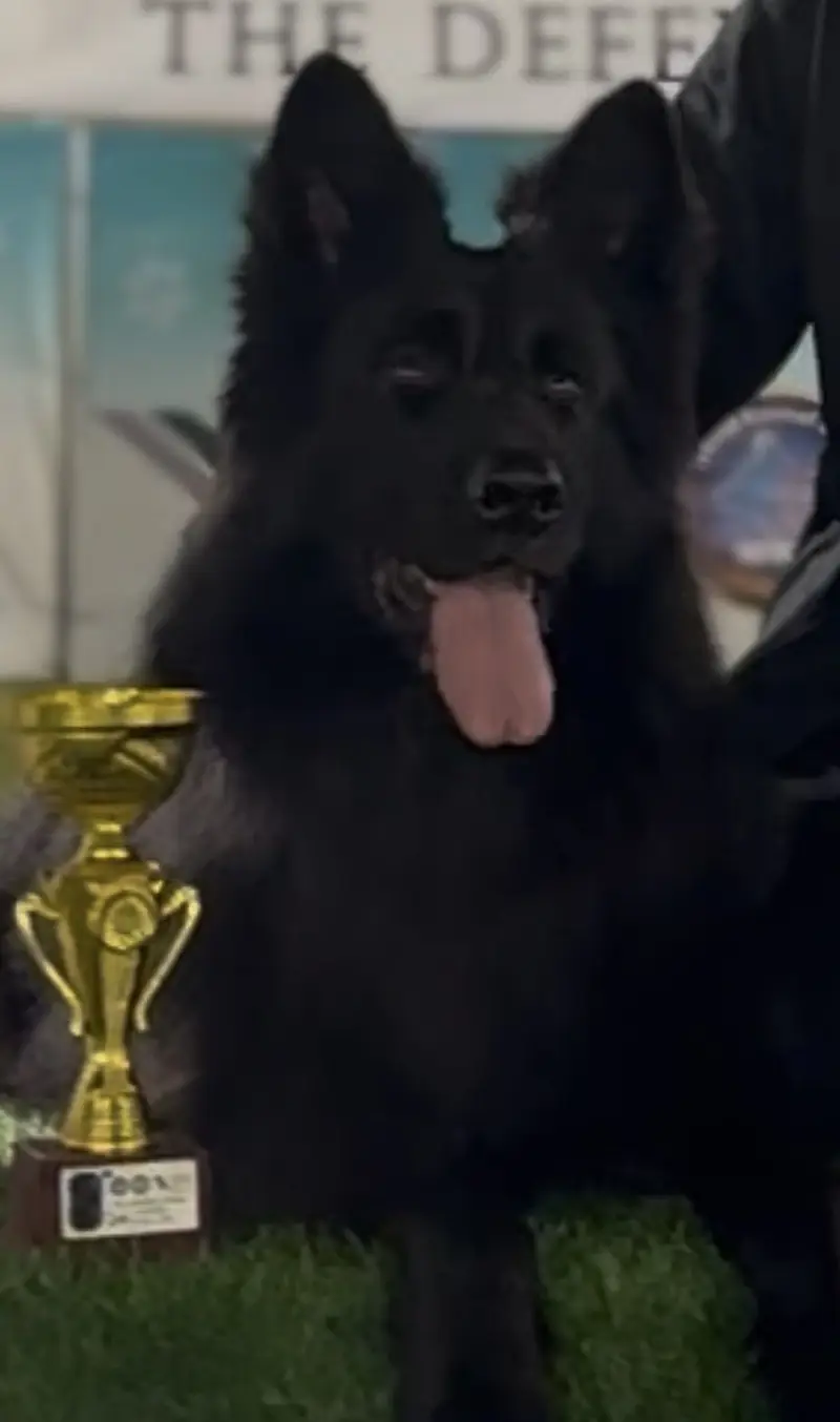 Black shepherd male imported lines — photo 3