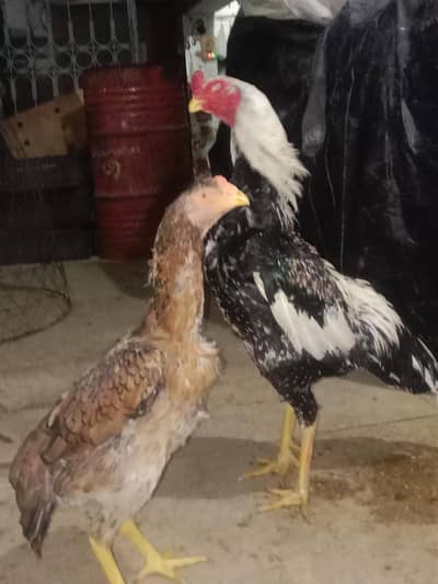 pure jermon O shamo king size